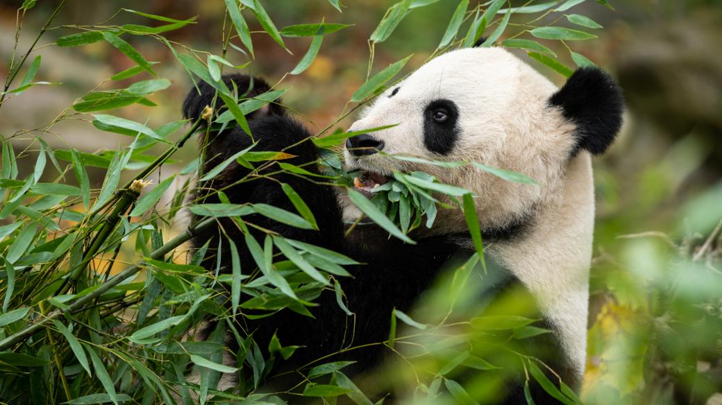 Bambus je také oblíbenou pochoutkou pandy velké