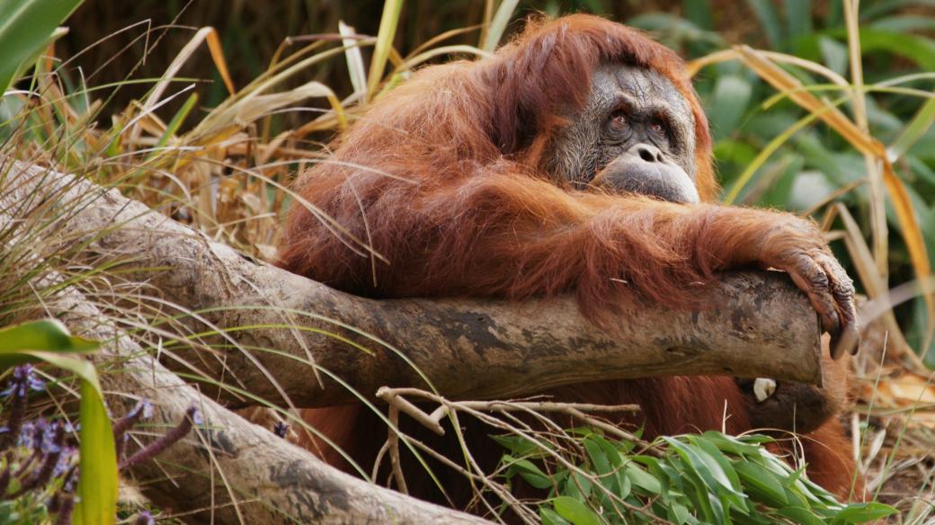 Orangutan na Sumatře