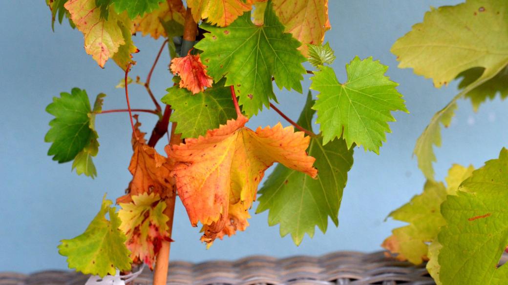 Vinná réva v nádobě na podzim
