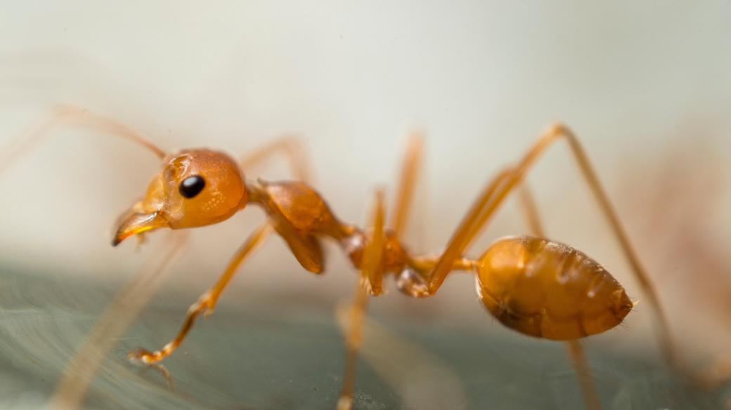 Mravenec Solenopsis invicta