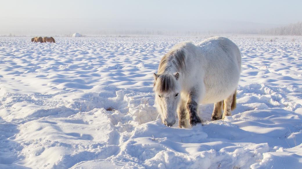 Odolní koně nedaleko vesnice Ojmjakon, nejchladnějšího trvale osídleného místa na Zemi