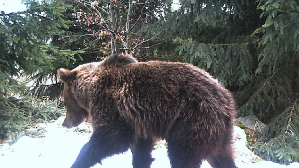 Medvěd zachycený fotopastí
