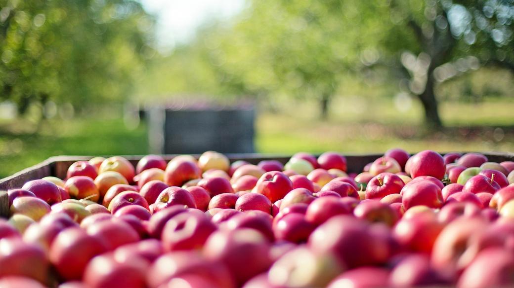 Jablka ve speciálních boxech v ZD Dolany vydrží čerstvá i několik let (ilustrační foto) 