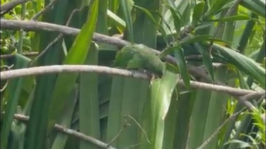 Mauricius - kriticky ohrožený vzácný zelený papoušek