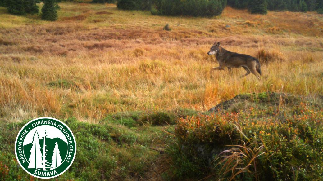 Vlk zachycený fotopastí Národního parku Šumava