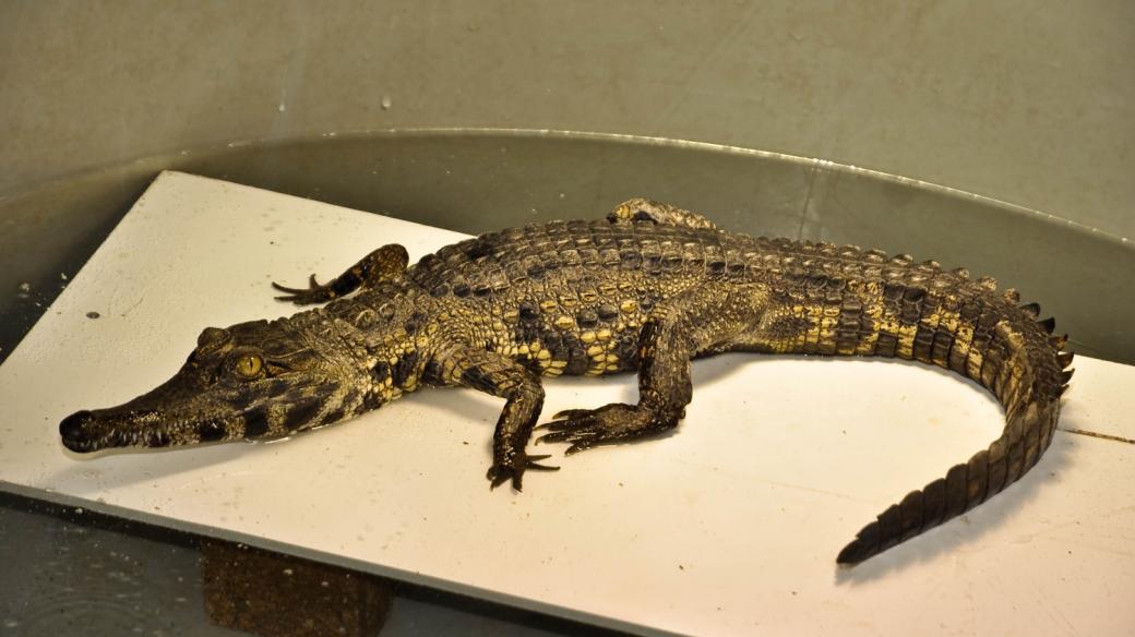 Mládě krokodýla štítnatého v nádrži