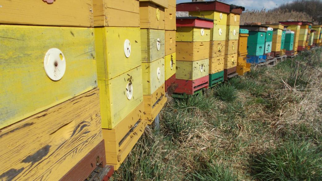 Včelař Václav Jirka rád proniká do fascinujícího světa včel
