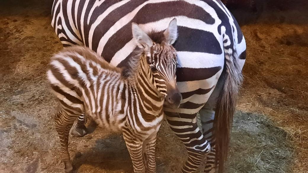 Nové mládě zebry bezhřívé už se ukazuje návštěvníkům liberecké zoo