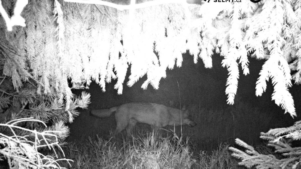 Vlk, zachycený na fotopasti v Orlických horách na konci září