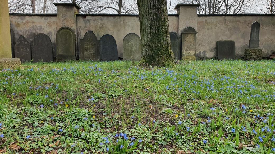 Staré pomníky ze Židova přestěhovali v roce 1939 na nový židovský hřbitov v Jesničánkách