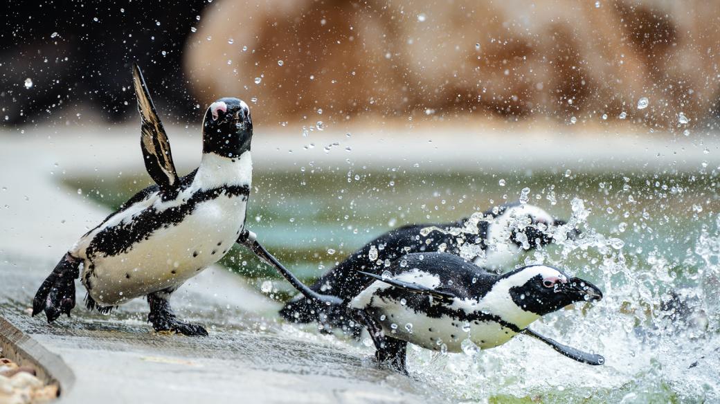 Tučňáci v Safari Parku Dvůr Králové