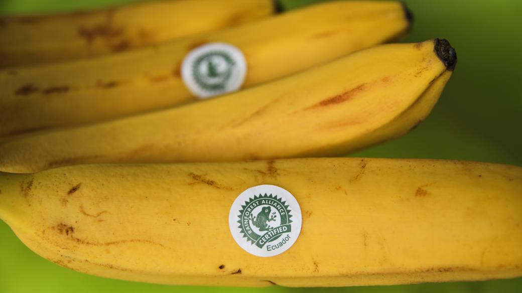 Banány s logem mezinárodní organizace Rainforest Alliance