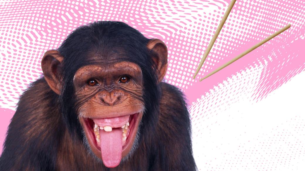 Mikrovlnky - šimpanz