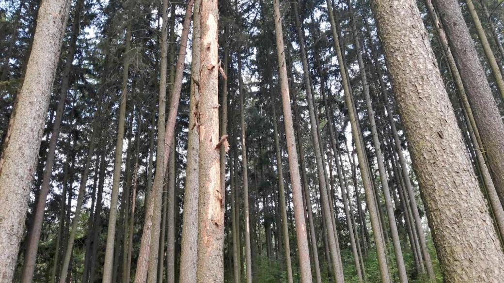 Z 300 hektarů místních lesů loni kůrovec podle Radka Šindeláře napadl zhruba 5 hektarů