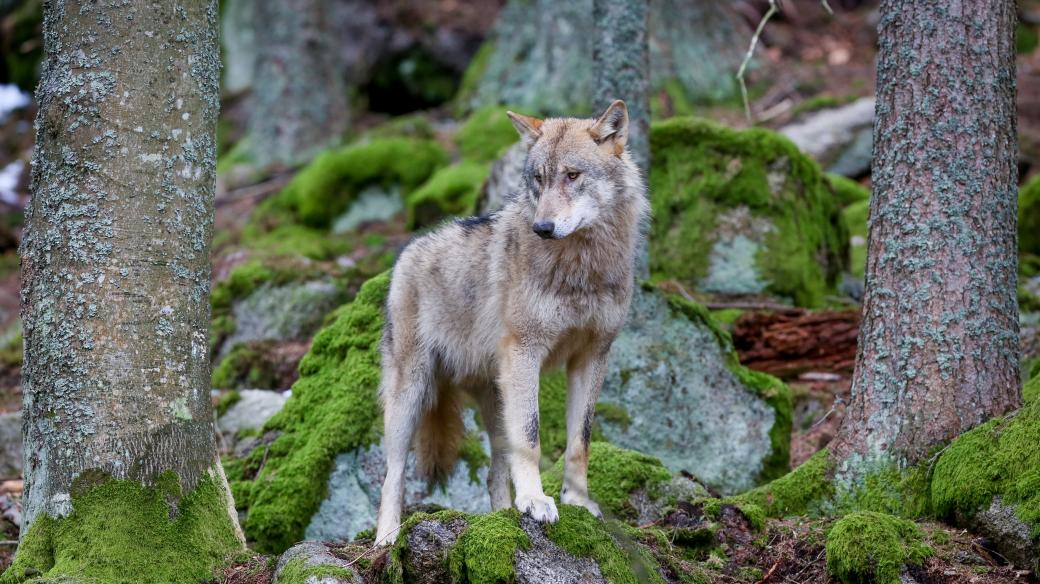 Vlk obecný ve výběhu Národního parku Šumava v Srní