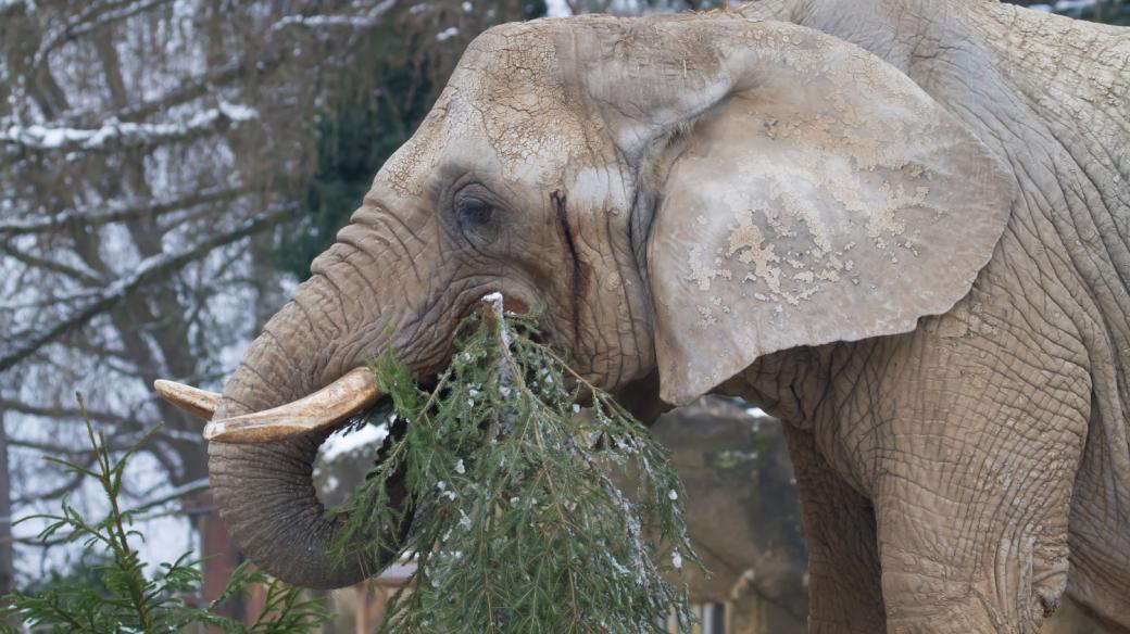 Krkonošské stromky stromky jsou delikatesou pro slony ve dvorském safari parku