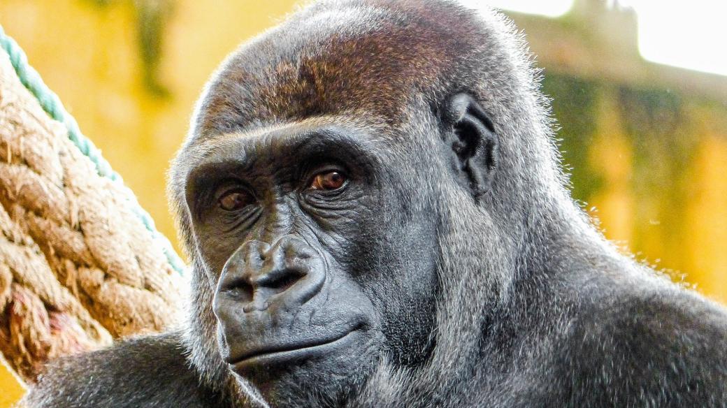 Do pražské zoo zamíří gorila Duni