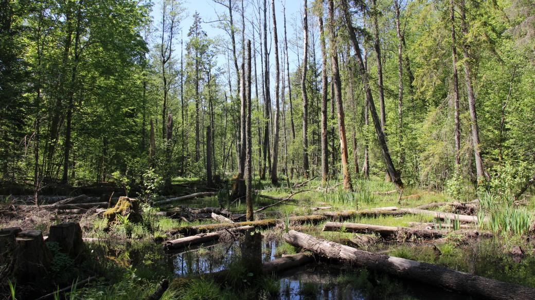 Bělověžský prales v květnu 2018.