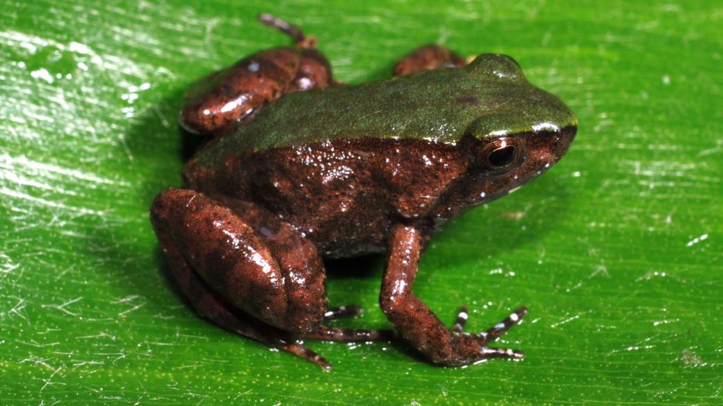 Tento druh žáb dosahuje v dospělosti velikosti 15 mm.