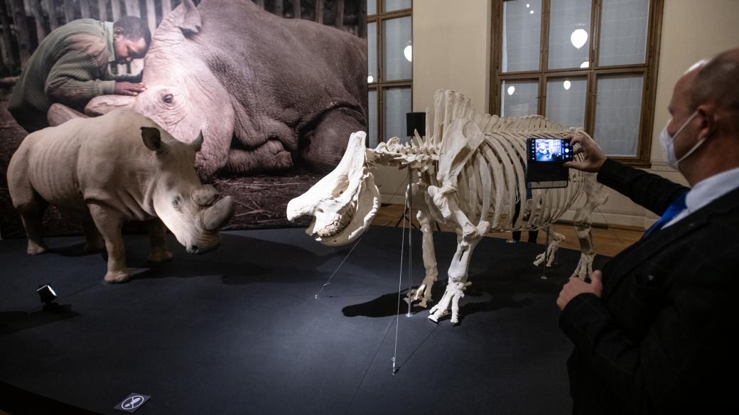 Národní muzeum představilo ostatky posledního jedince severního bílého nosorožce, Súdána. Ten uhynul v březnu 2019.