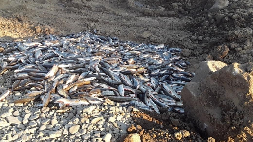 Uhynulé ryby z Bečvy