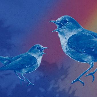 Mistři pěvci opeřenci