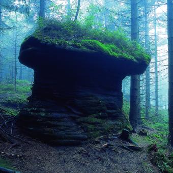 Tajemné lesy s kamenným hřibem u Božanova