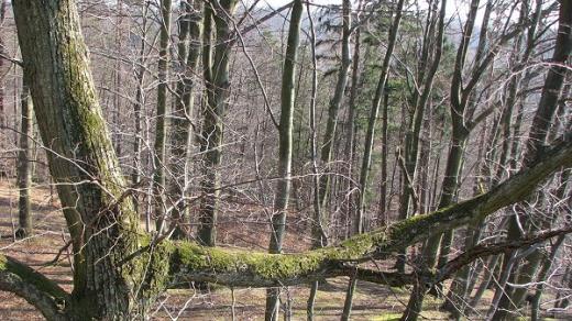 Lesy Elblagské vrchoviny jsou nejsevernějším souvislým bukovým porostem v Evropě