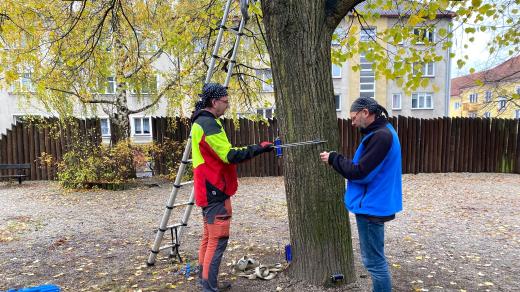 Arboristé posuzují strom v parku na Husově náměstí v Písku