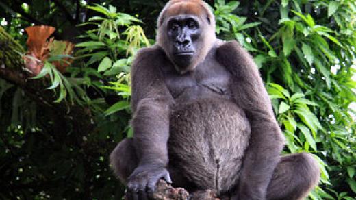 Gorila nigerijská (Cross River Gorilla)