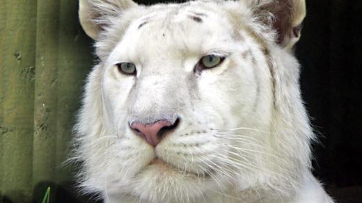 Tygr bílý - ilustrační foto