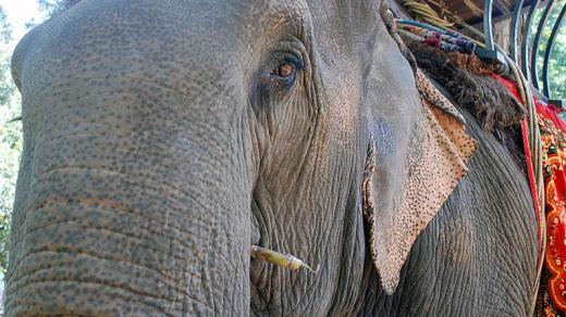 Sloni jsou v Kambodži