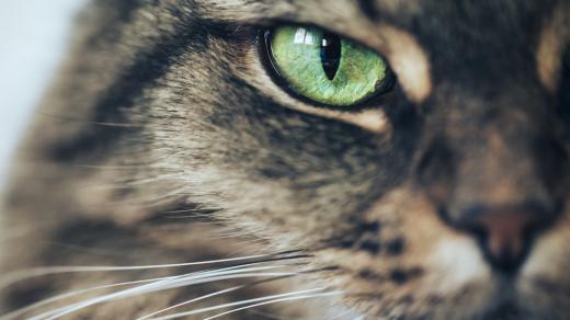 Proč nemají kočky a psi při focení bleskem červené oči jako lidé?
