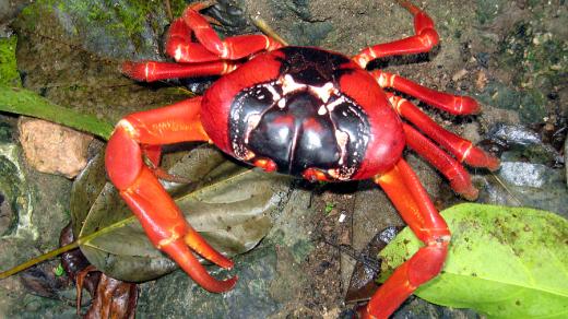 Symbolem Vánočního ostrova jsou červeně zbarvení suchozemští krabi Gecarcoidea natalis