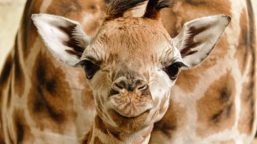 70. žirafa narozená v Zoo Praha