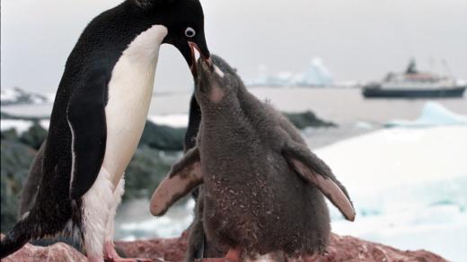 Tučňák kroužkový krmí mládě