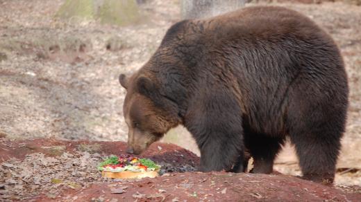 Probouzení medvědů - Podkrušnohorský zoopark Chomutov
