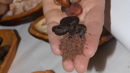 Kakaová semínka je třeba nejdřív nechat nakysnout, potom usušit, upražit a nakonec rozemlít