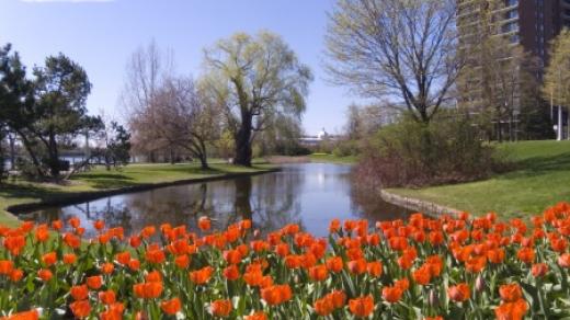 Holandské tulipány každoročně rozzáří jarní Ottawu 