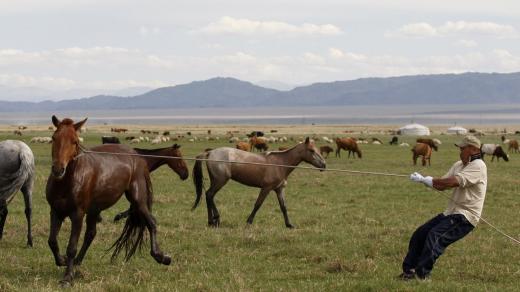 Mongolští pastevci ovládají bezchybně i práci s lasem