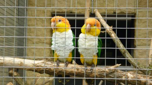 Papouščí zoo v Bošovicích