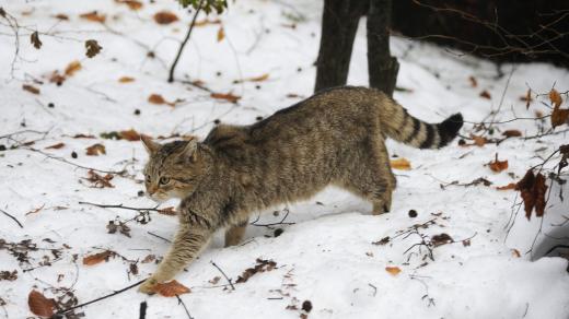 Kočka divoká (Felis silvestris)