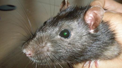 Zelenooký geneticky upravený potkan