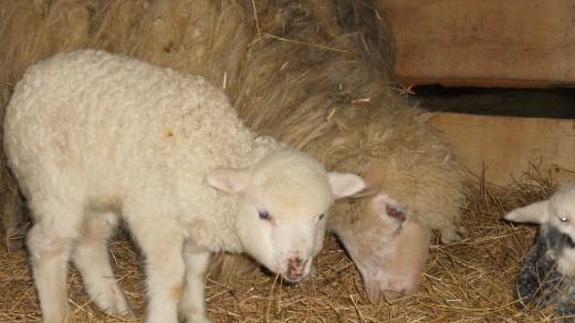 Narození šestnácti jehňat s velkou radostí hlásí pracovníci ovčí farmy v Caritas Kolomyja 