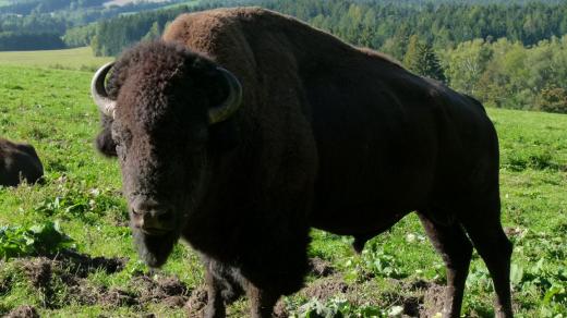 Bizoni firmy Agrowald Rožmberk