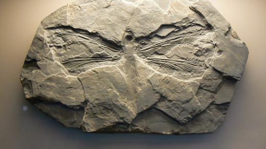 Fosilie karbonské vážky rodu Meganeura, jednoho z největších zástupců hmyzu na naší planetě