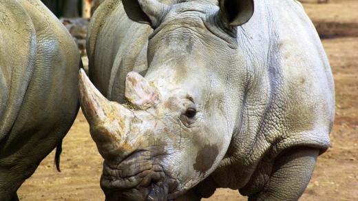 Zlínský nosorožec