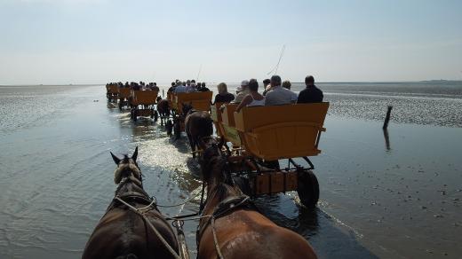 Koně táhnoucí kočáry vyrážejí k ostrovu Neuwerk