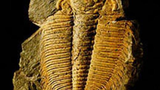 Trilobit Hydrocephalus carens, střední kambrium, Skryje