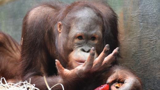 Orangutan Besar v ZOO Dvůr Králové nad Labem